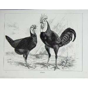  1902 Poultry Ornithology Spanish Birds Lewis Wright