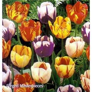   Masterpieces Triumph Tulip 15 Bulbs   BOLD Patio, Lawn & Garden