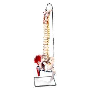  Painted Classic Flexible Spine with Femur Heads Model#AW 