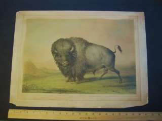 RARE Orig. George Catlin Buffalo Lithograph Print 1844 1st Portfolio 