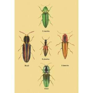 South American Beetles #2 12x18 Giclee on canvas 