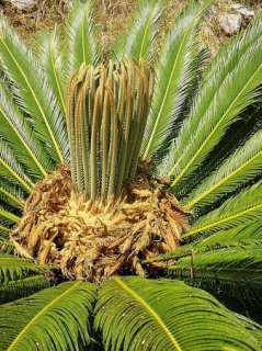 Cycas revoluta   The Sago Palm   5 Large Fresh Seeds  