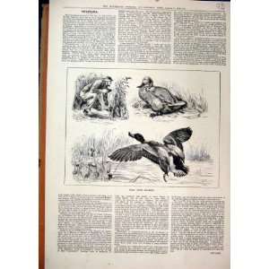  Wild Duck Snaring 1884 Man Bait River Scene Old Print 