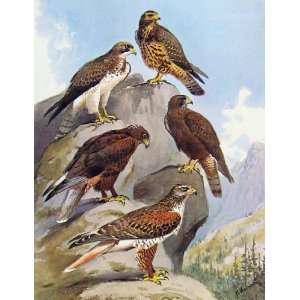  Eagles Hawks & Falcons Swainson Hwak Color Plate Print 