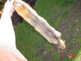 Grey fox pelt gray tanned fur for hunter cabin decor  