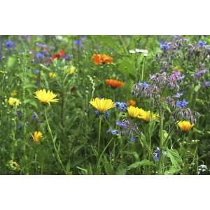  Wildflower Meadow Patio, Lawn & Garden