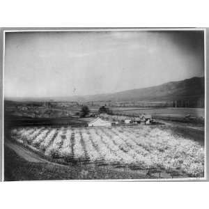   land,orchard,foreground,Lewiston valley,Idaho,ID,c1904