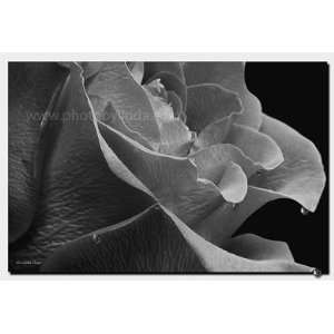 Linda Shier Rose in Black and White 8 x 10 Glossy Print with Single 