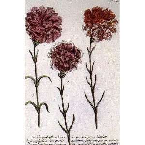 Carnations No338 by Johann Wilhelm Weinmann. Size 0 inches width by 0 