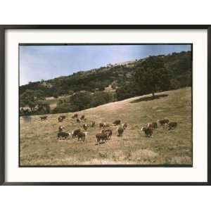  Hereford Cattle Near Pleasanton, California Collections 