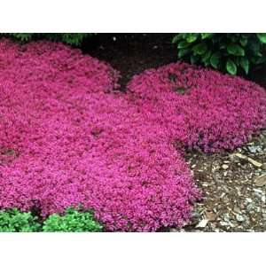  Major Red Thyme Plant   Great Groundcover Plant   Hardy 