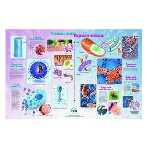 Viruses & Bacteria Poster