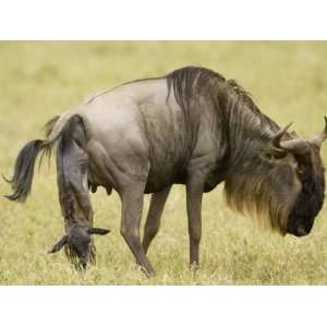  A Wildebeest or Gnu Giving Birth on the Savanna 