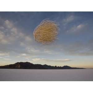  Tumbleweed in Mid Air over the Bonneville Salt Flats, Utah 