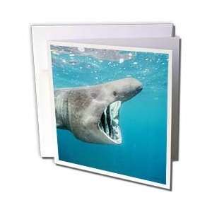  VWPics Sharks   Gray Basking shark (Cetorhinus maximus 