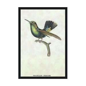  Hummingbird Trochilus Prasina 20x30 poster