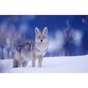  Ken Archer   Coyote In Snow Giclee Canvas