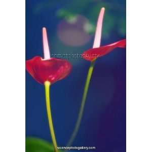 Painterandamp;apos;s palette (Anthurium andraeanum) Photographic 