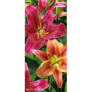  Mai Tai Giant Hybrid Lily Blend Lily 3 Bulbs Patio, Lawn 