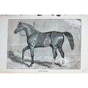BailyS Magazine 1889 Horse Blue Grass Sport Animal 