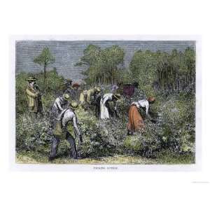  Picking Cotton in the Southern United States Giclee Poster 