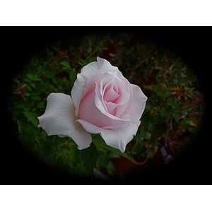  Brides Dream (Rosa Hybrid Tea)   Bare Root Rose Patio 