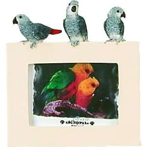  African Grey Parrot Bird Picture Frame