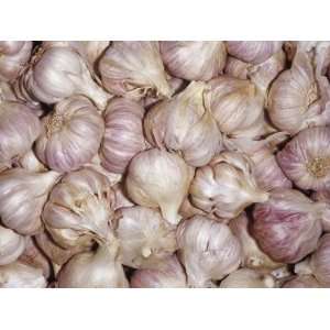  Purple Garlic Bulbs or Cloves (Allium Sativum) Used as 