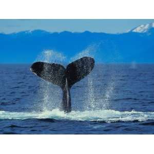 Tail of Humpback Whale Splashing into the Water of the Ocean 