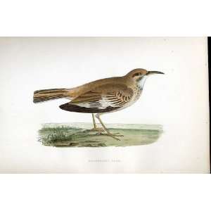  Bifistaciated Lark Bree H/C 1875 Old Prints Birds