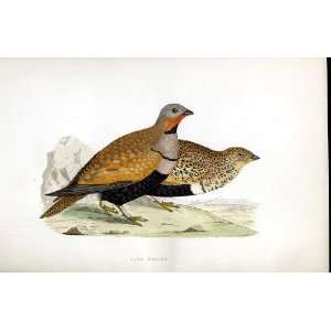 Sand Grouse Bree H/C 1875 Old Prints Birds Europe