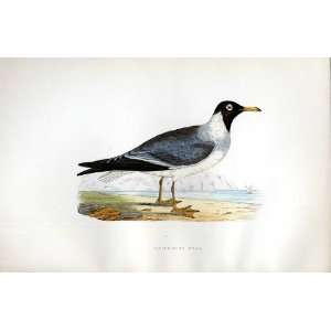  White Eyed Gull Bree H/C 1875 Old Prints Birds Europe 