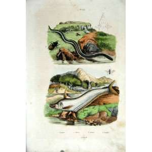    1839 H/C Natural History *Water Snake & Fish