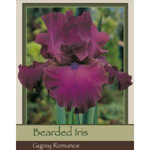  Bearded Iris Gypsy Romance Patio, Lawn & Garden