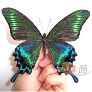 Green 5 unmounted butterfly papilionidae Papilio maackii SUMMER FORM 