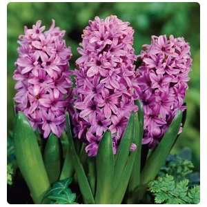  Purple Voice Hyacinth 5 Bulbs   Lavender Purple   New 