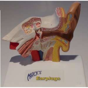  Macks Medical Anatomical Model Ear Health & Personal 