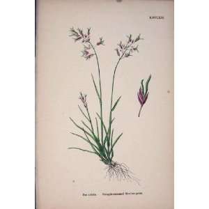 Straight Meadow Grass Purple Flower Plant Fine Art