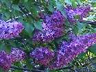 Hybrid French Lilac 5 Plants, lg fragrant clusters