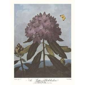   Pontic Rhododendron by Robert John Thornton MD. 18x23