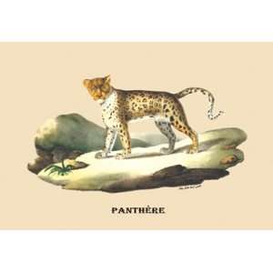  Panthere (Panther) 20X30 Canvas Giclee
