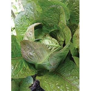    The Cooks Garden   Lettuce, Rosalita Patio, Lawn & Garden
