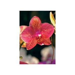    Note Cards Set Orchid Scapes I (10   5x7) 
