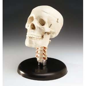   with Cervical Vertebrae on Stand  Industrial & Scientific