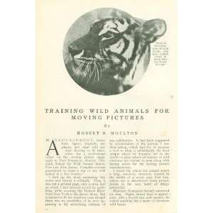   1913 Training Wild Animals For Moving Pictures Tigers 