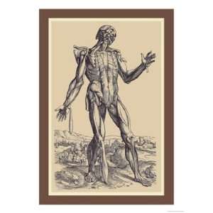Fifth Plate of the Muscles by Andreas Vesalius 12x18  
