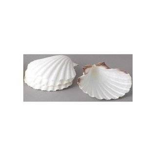    Canape Dish Natural Scallop Sea Shell   5.5 Inch