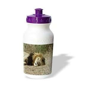   African Sleeping Lion headshot   Water Bottles
