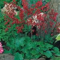 HEUCHERA FIREFLY~`~Deep Red Perennial Corral Bells~`~25 seeds+ Fresh 