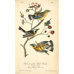   40 inches   Black and yellow Wood Warbler. 1. Ma